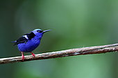 Shining honeycreeper (Cyanerpes lucidus) on a branch, Costa Rica