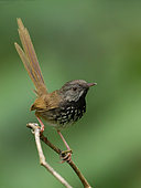 Black-throated Prinia (Prinia atrogularis), Darjeeling, India