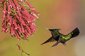 Antillean Crested Hummingbird (Orthorhyncus cristatus) flying and feeding at a flower, Martinique