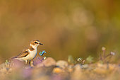 Kentish Plover (Charadrius alexandrinus), Lesvos, Greece