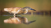 Squacco Heron (Ardeola ralloides) foraging, Hungary