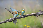 European Bee-eater (Merops apiaster), offering of prey, Lorraine, France