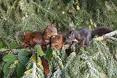 Red squirrel (Sciurus vulgaris) litter squirrel on a branch, Lorraine, France