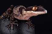 Papua giant banded gecko (Cyrtodactylus louisiadensis)