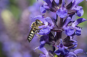 male on Catmint (Nepeta cataria), Regional Natural Park of Northern Vosges, France
