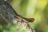 Eastern Garden lizard (Calotes versicolor), Reunion Island