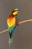 European Bee-eater (Merops apiaster) perched on a branch, Pleven, Bulgaria