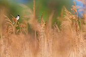 Common Reed Bunting (Emberiza schoeniclus) male perched in reedbed, Burgenland, Austria