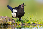 Eurasian Magpie (Pica pica) drinking at waterhole, Rhineland-Palatinate, Germany