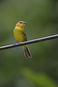 Rust-and-yellow Tanager (Thlypopsis ruficeps) male, Cusco, Peru