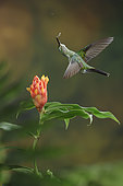 This is one of my favorite hummingbird photos that I have in my collection. It's taken using a technique called multiple-flash that is quite popular but difficult to do well. The hardest thing is to make the flash lighting look natural. Careful placement of my flashes gave a completely natural look to this picture of a Green-crowned Brilliant visiting a Costus flower in the Costa Rican highlands.