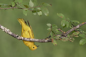 American Yellow Warbler (Setophaga aestiva), Texas, USA
