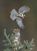 Boreal Chickadee (Poecile hudsonicus) flying, Alaska, USA