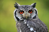 Southern White-faced Owl (Ptilopsis granti), adult, captive, Rhineland-Palatinate, Germany, Europe
