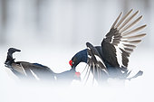 Two Black Grouse (Lyrurus tetrix) lek in a secluded opening in Norway.