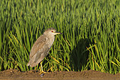 Black-crowned Night Heron (Nycticorax nycticorax). Juvenile. At a low bank of earth between rice fields (Oryza sativa). Environs of the Ebro Delta Nature Reserve, Tarragona province, Catalonia, Spain.