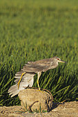 Black-crowned Night Heron (Nycticorax nycticorax). Juvenile. Stretching its wing on a concrete block at the edge of a rice field (Oryza sativa). Environs of the Ebro Delta Nature Reserve, Tarragona province, Catalonia, Spain.