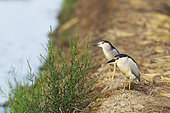 Black-crowned Night Heron (Nycticorax nycticorax). At a low bank of earth at the edge of a rice field (Oryza sativa). Environs of the Ebro Delta Nature Reserve, Tarragona province, Catalonia, Spain.