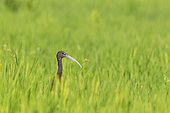 Glossy Ibis (Plegadis falcinellus). In a rice field (Oryza sativa). Environs of the Ebro Delta Nature Reserve, Tarragona province, Catalonia, Spain.