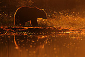 Brown Bear (Ursus arctos) against the light in the late afternoon in front of a water point in summer, Finland