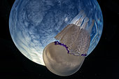 Barrel Jellyfish (Rhizostoma pulmo), Gulf of Naples, Mediterranean Sea