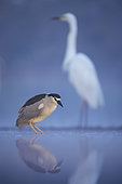 Black-crowned Night Heron (Nycticorax nycticorax) and Great Egret (Ardea alba) foraging, Hungary