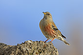Alpine Accentor (Prunella collaris), Carinthia, Austria