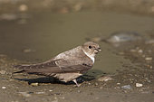Eurasian Crag Martin (Ptyonoprogne rupestris), Carinthia, Austria
