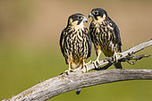 Eurasian Hobby (Falco subbuteo) pair, Carinthia, Austria