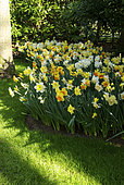 Narcissus mixed