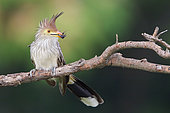 Guira Cuckoo (Guira guira), Bolivia