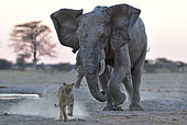 African Elephant (Loxodonta africa) loading a Lion (Panthera leo), Nxai Pan National Park, Botswana