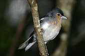 La Palma Chaffinch (Fringilla coelebs palmae) male, Isla La Palma, Spain
