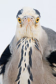 Grey Heron (Ardea cinerea), Berlin, Germany