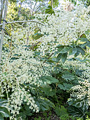 Colletia spinosa