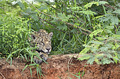Jaguar (Panthera onca) resting on the bank, Pantanal, Brazil