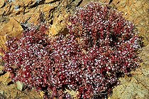 Orpin rougeâtre (Sedum caespitosum) sur rocher, Corse