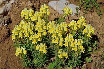 Lesser butter and eggs (Linaria supina) in bloom, Pyrenees, Aragon, Spain