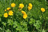 Gouan's Buttercup (Ranunculus gouanii) in bloom, Pyrenees, Aragon, Spain