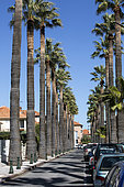 Palm trees, Street lined with palm trees in spring, City of Hyères, Var, France