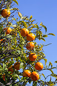Sour oranges (Citrus aurantium) sour oranges fruit in spring, City of Hyères, Var, France