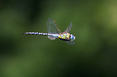Southern Migrant Hawker (Aeshna affinis) In flight hunting over a pond in summer, forest pond around Mandres, Lorraine, France