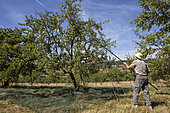 Mirabelle picking in a field orchard in summer, Faulx, Lorraine, France