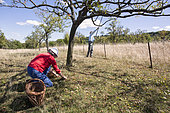 Mirabelle picking in a field orchard in summer, Faulx, Lorraine, France