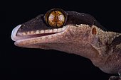 Papua giant banded gecko (Cyrtodactylus louisiadensis)