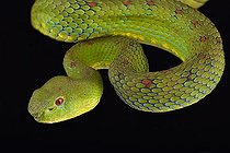 Philippine pit viper (Trimeresurus flavomaculatus)