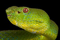 Philippine pit viper (Trimeresurus flavomaculatus)