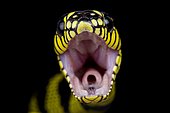 Philippine gold ringed snake (Boiga dendrophila latifasciata)