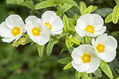 Cistus monspeliensis