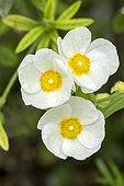 Cistus monspeliensis